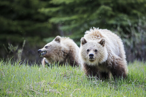 Kanada, Alberta, Jasper und Banff National Park, Zwei junge Grizzlybären - FOF005562