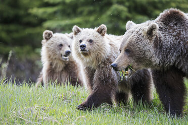 Kanada, Alberta, Jasper und Banff National Park, Grizzlybären, Mutter mit Jungtieren - FOF005577