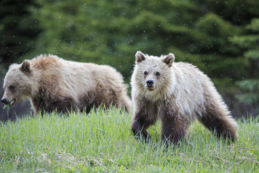 Kanada, Alberta, Jasper und Banff National Park, Zwei junge Grizzlybären - FO005578