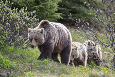 Kanada, Alberta, Jasper und Banff National Park, Grizzlybären, Mutter mit Jungtieren - FO005579