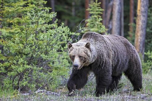 Kanada, Alberta, Jasper und Banff National Park, Männlicher Grizzlybär - FOF005580