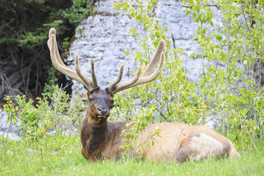 Kanada, Alberta, Rocky Mountains, Jasper National Park, Banff Nationalpark, Wapiti (Cervus canadensis) auf einer Wiese liegend - FOF005566