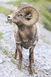 Kanada, Alberta, Rocky Mountains, Jasper National Park, Banff Nationalpark, Porträt eines Dickhornschafs (Ovis canadensis) - FOF005548