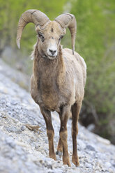 Canada, Alberta, Rocky Mountains, Jasper National Park, Banff Nationalpark, portrait of rocky mountain bighorn sheep (Ovis canadensis) standing on a rock - FOF005550