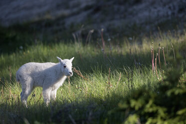 Kanada, Alberta, Rocky Mountains, Jasper National Park, Banff Nationalpark, junge Bergziege (Oreamnos americanus) auf einer Wiese stehend - FOF005552