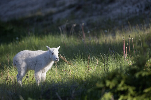 Canada, Alberta, Rocky Mountains, Jasper National Park, Banff Nationalpark, young mountain goat (Oreamnos americanus) standing on a meadow - FOF005552
