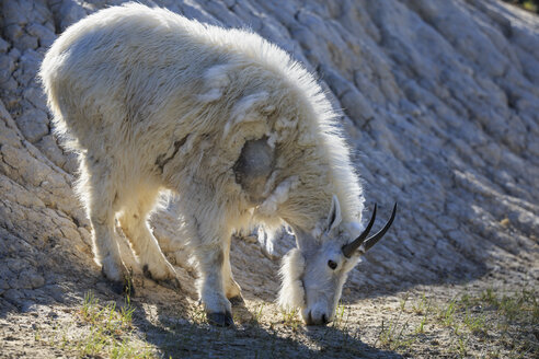 Canada, Alberta, Rocky Mountains, Jasper National Park, Banff Nationalpark, mountain goat (Oreamnos americanus) grazing - FO005540