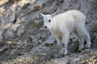 Canada, Alberta, Rocky Mountains, Jasper National Park, Banff Nationalpark, young mountain goat (Oreamnos americanus) - FOF005554