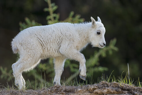 Canada, Alberta, Rocky Mountains, Jasper National Park, Banff Nationalpark, young mountain goat (Oreamnos americanus) on the move - FOF005541