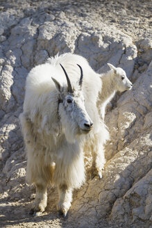 Canada, Alberta, Rocky Mountains, Jasper National Park, Banff Nationalpark, mountain goat (Oreamnos americanus) with child - FOF005583