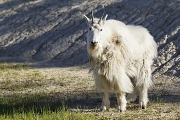 Kanada, Alberta, Rocky Mountains, Jasper National Park, Banff Nationalpark, Bergziege (Oreamnos americanus) - FOF005545