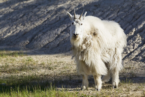 Canada, Alberta, Rocky Mountains, Jasper National Park, Banff Nationalpark, mountain goat (Oreamnos americanus) - FOF005545