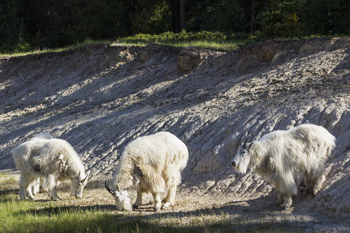 Canada, Alberta, Rocky Mountains, Jasper National Park, Banff Nationalpark, three mountain goats (Oreamnos americanus) - FOF005584