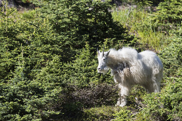Canada, Alberta, Rocky Mountains, Jasper National Park, Banff Nationalpark, mountain goat (Oreamnos americanus) in front of trees - FOF005553