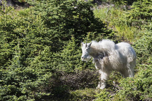 Kanada, Alberta, Rocky Mountains, Jasper National Park, Banff Nationalpark, Bergziege (Oreamnos americanus) vor Bäumen - FOF005553