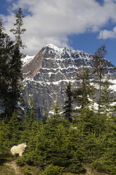 Kanada, Alberta, Rocky Mountains, Jasper National Park, Banff Nationalpark, Bergziege (Oreamnos americanus) vor Berglandschaft - FOF005585