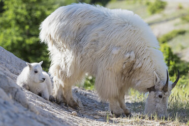 Kanada, Alberta, Rocky Mountains, Jasper National Park, Banff Nationalpark, Bergziege (Oreamnos americanus) mit Kind - FOF005518