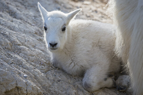 Canada, Alberta, Rocky Mountains, Jasper National Park, Banff Nationalpark, young mountain goat (Oreamnos americanus) lying on a rock - FOF005532