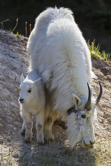 Canada, Alberta, Rocky Mountains, Jasper National Park, Banff Nationalpark, mountain goat (Oreamnos americanus) with child - FO005587