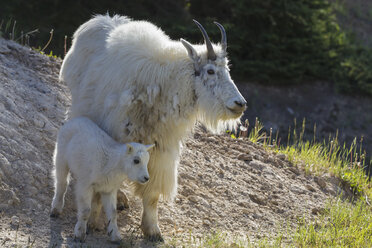 Kanada, Alberta, Rocky Mountains, Jasper National Park, Banff Nationalpark, Bergziege (Oreamnos americanus) mit Kind - FO005517