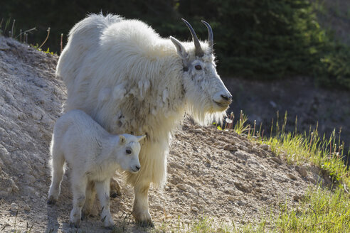 Canada, Alberta, Rocky Mountains, Jasper National Park, Banff Nationalpark, mountain goat (Oreamnos americanus) with child - FO005517