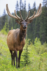 Kanada, Alberta, Rocky Mountains, Jasper National Park, Banff Nationalpark, Wapiti (Cervus canadensis) schreien - FOF005527