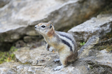 Kanada, Alberta, Rocky Mountains, Jasper National Park, Banff Nationalpark, Goldmantel-Erdhörnchen (Callospermophilus lateralis) auf einem Felsen stehend - FOF005567