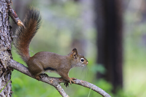 Kanada, Alberta, Rocky Mountains, Jasper National Park, Banff Nationalpark, Amerikanisches Rotes Eichhörnchen (Tamiasciurus hudsonicus) auf einem Ast sitzend - FOF005512