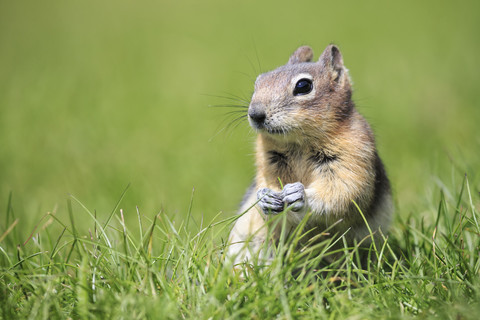 Kanada, Alberta, Rocky Mountains, Jasper National Park, Banff Nationalpark, Kanada, Alberta, Rocky Mountains, Jasper National Park, Banff Nationalpark, Goldmantel-Erdhörnchen (Callospermophilus lateralis) auf einer Wiese sitzend, lizenzfreies Stockfoto