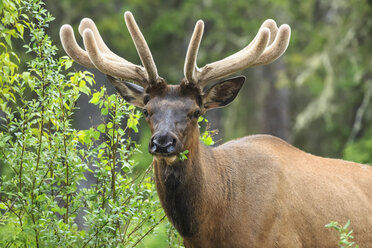 Kanada, Alberta, Rocky Mountains, Jasper National Park, Banff Nationalpark, Wapiti (Cervus canadensis) - FO005535