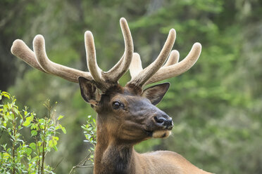 Kanada, Alberta, Rocky Mountains, Jasper National Park, Banff Nationalpark, Wapiti (Cervus canadensis) - FOF005555