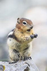 Kanada, Alberta, Rocky Mountains, Jasper National Park, Banff Nationalpark, Kanada, Alberta, Rocky Mountains, Jasper National Park, Banff Nationalpark, Goldmantel-Erdhörnchen (Callospermophilus lateralis) beim Fressen auf einem Felsen - FOF005526