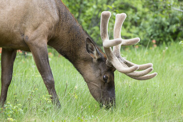 Canada, Alberta, Rocky Mountains, Jasper National Park, Banff Nationalpark, wapiti (Cervus canadensis) grazing on meadow - FO005538