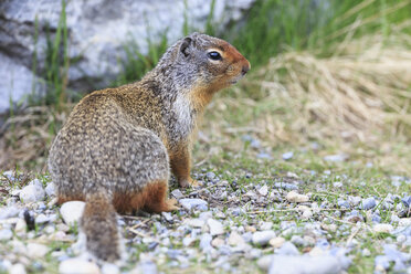 Kanada, Alberta, Rocky Mountains, Jasper National Park, Banff Nationalpark, Kolumbianisches Erdhörnchen (Urocitellus columbianus) - FO005523