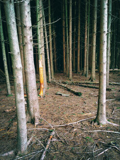 Totes Baumsterben, Tanne, NRW, Deutschland - ONF000295