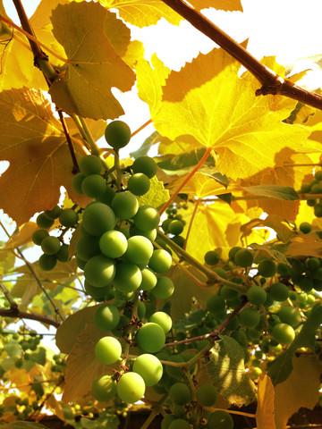 Grüne Weintrauben, Weinrebe, Österreich, lizenzfreies Stockfoto