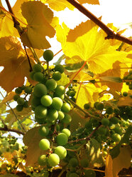 Green grapes, grapevine, Austria - ONF000260
