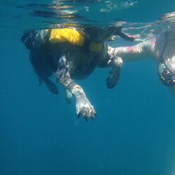 Adria, Insel Dugi Otok, Farfarikulac, Hund schwimmt im Meer, Kroatien - ONF000264