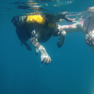 Adria, island of Dugi Otok, Farfarikulac, dog swimming in sea, Croatia - ONF000264