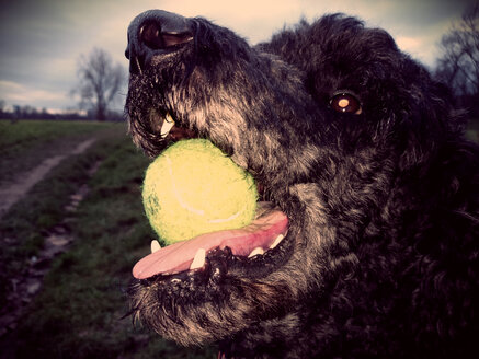 Köln, Nordrhein-Westfalen, Deutschland, Hund, Pudel mit Ball auf den Rheinwiesen - JATF000532