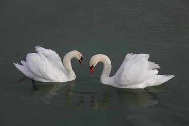 Germany, Bodensee, swans - JT000507