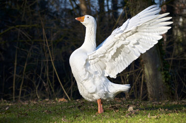 Deutschland, Hessen, Limburg, Gans (Anser anser) mit ausgebreiteten Flügeln auf Wiese - MHF000255