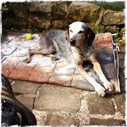 Hund auf Terrasse liegend, Jagdhund Mischling, Nordrhein-Westfalen, Deutschland - ONF000325