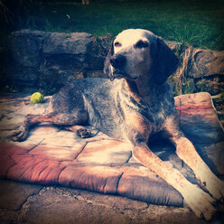 Hund auf Terrasse liegend, Jagdhund Mischling, Nordrhein-Westfalen, Deutschland - ONF000331