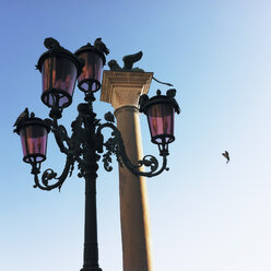 Vogel fliegt auf Lampe, Venedig, Italien - GSF000629
