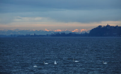 Deutschland, Bodensee und Schwäne, im Hintergrund die Alpen, am Abend - JTF000508