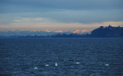 Germany, Lake Constance and swans, Alps in the background, in the evening - JTF000508