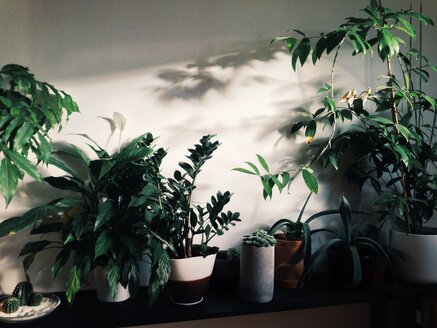 Plants standing on a cupboard or sideboard in an apartment, Duesseldorf, NRW, Germany - MFF000711