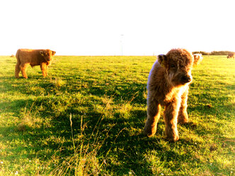 Deutschland, Nennslingen, Galloway-Kalb - SRSF000450