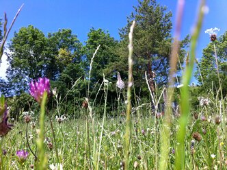 Germany, Nennslingen, meadow from worm's eye view - SRSF000456